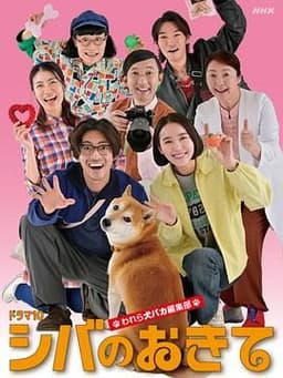 柴犬的规矩我们这群狗痴编辑部